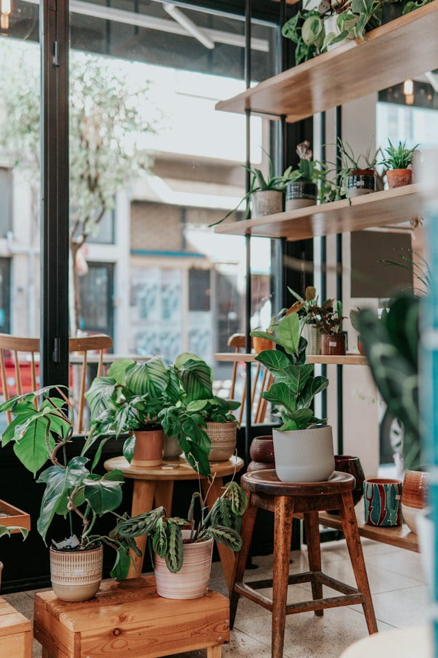 various potted plant decor in home on wooden stools