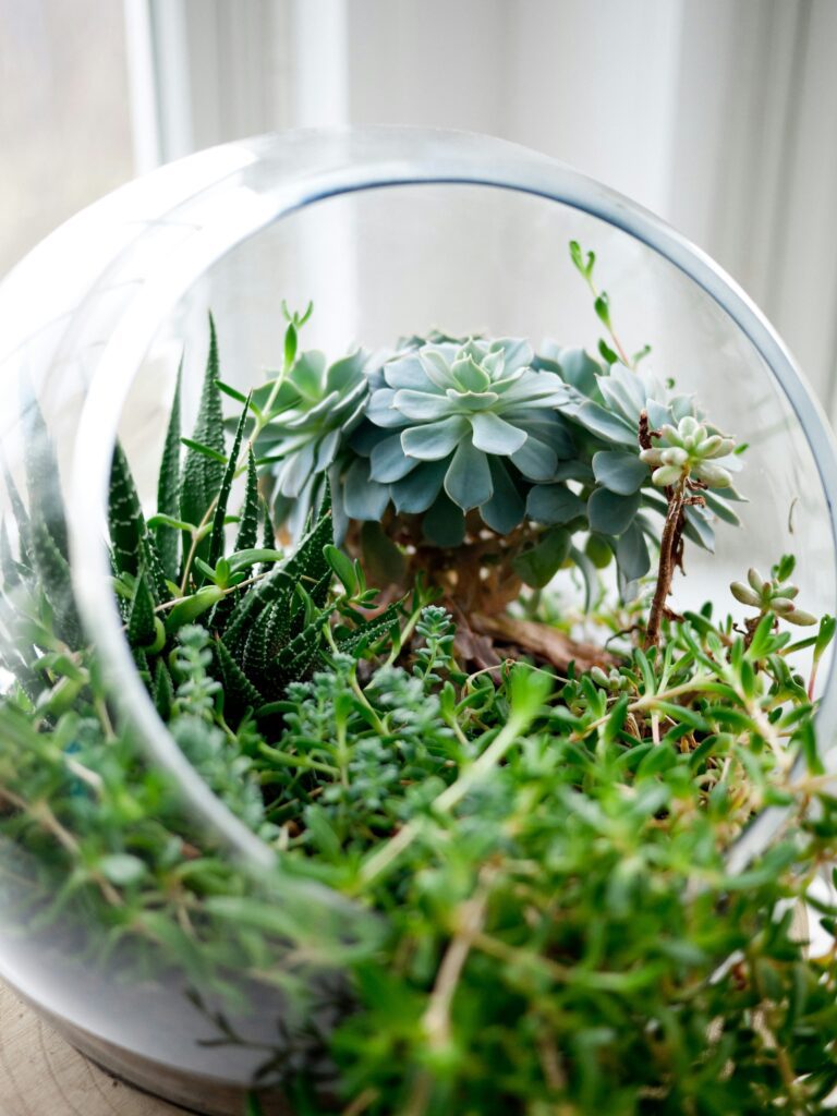 Small glass terrarium plant decor