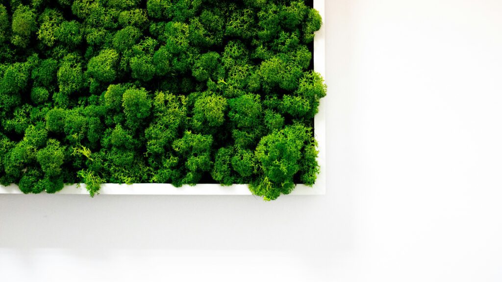 Green moss wall in white frame