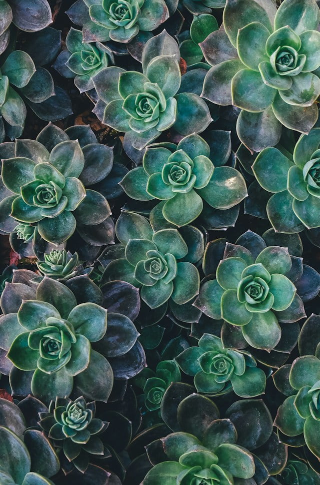 Green foliage bundles 