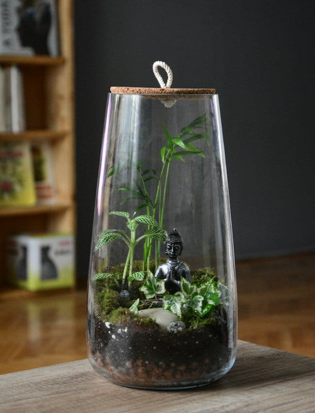 Glass terrarium with green plants and soil