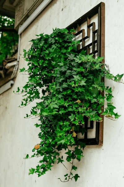 large wall decor hanging green vines