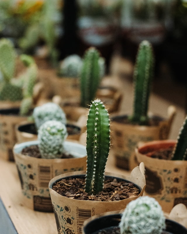 collection of potted green cactus plants