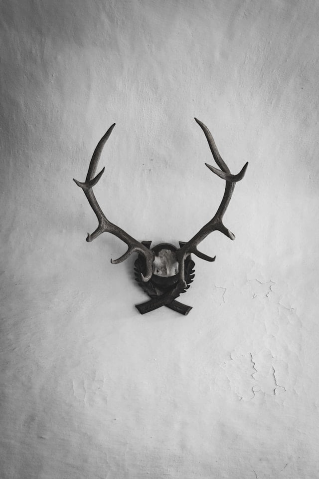 antler wall art