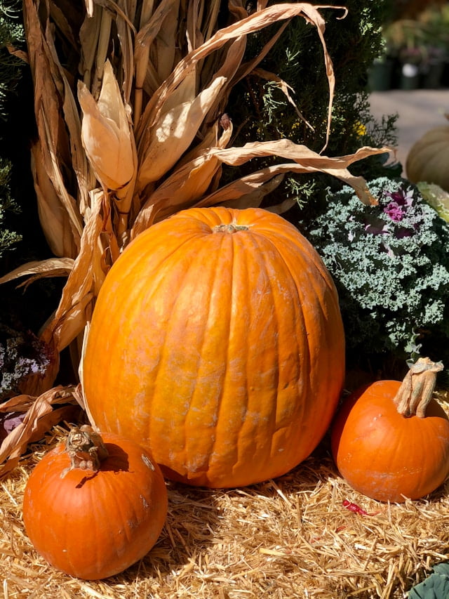 orange pumpkins and cornstalks