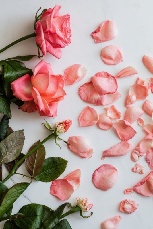 pale pink rose petals