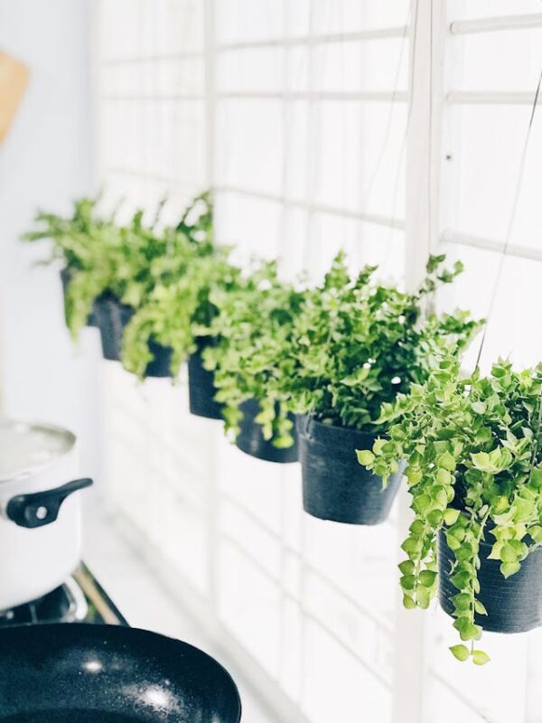 hanging green potted plants